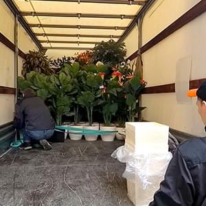 Безопасная перевозка саженцев и деревьев с грузчиками Качественная перевозка саженцев и кустов на Газели по Москве